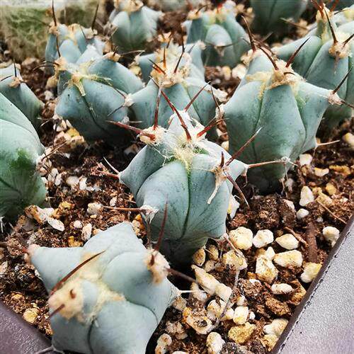 花龙园艺 弁庆 春雷 仙人球 蓝色皮色 基地直供 实生仙人球