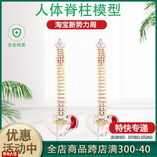 人体脊柱模型脊椎骨肌肉w起止点椎动脉椎间盘突出脊神经