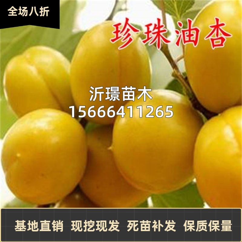 珍珠油杏树苗嫁接甜油杏子苗盆栽南北方庭院地栽果树果苗当年结果
