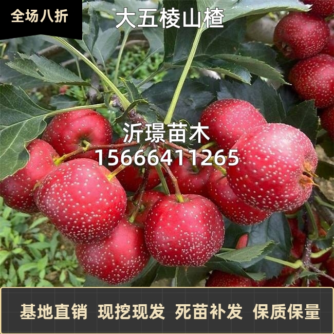 山楂树活苗大五棱甜红子山楂苗南方北方种植盆栽地栽山楂嫁接树苗