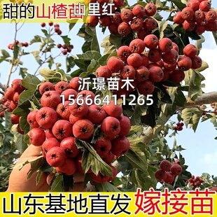 山楂树活苗大五棱甜红子山里红树苗南方北方种植盆地栽山楂树果苗