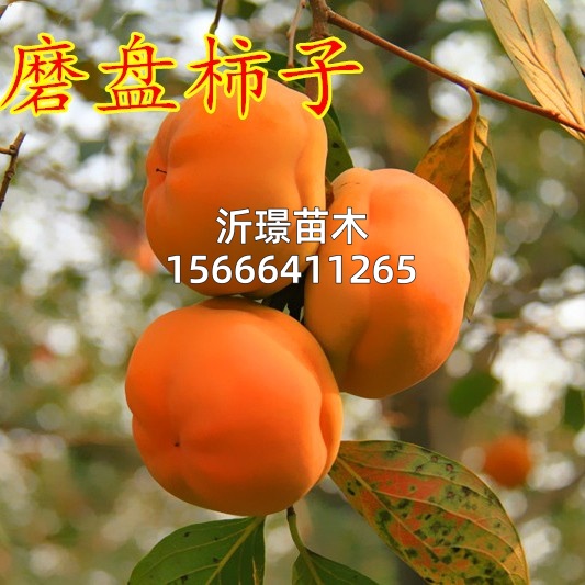 磨盘柿子苗树活苗南北方种植特大庭院地栽耐寒盆栽嫁接苗当年结果
