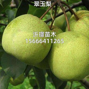 翠玉梨苗南北方种植耐寒特大梨树果苗活苗盆栽嫁接早熟当年结果