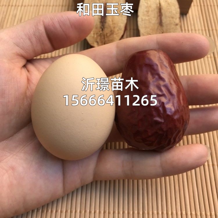 枣树活苗嫁接和田玉枣树苗特大新疆大红枣苗树庭院盆栽地栽果树苗