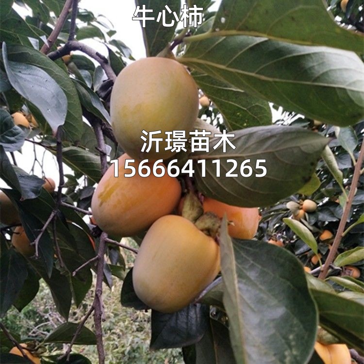 牛心柿子苗树盆栽地载嫁接苗南北方种植无核特大庭院四季当年结果