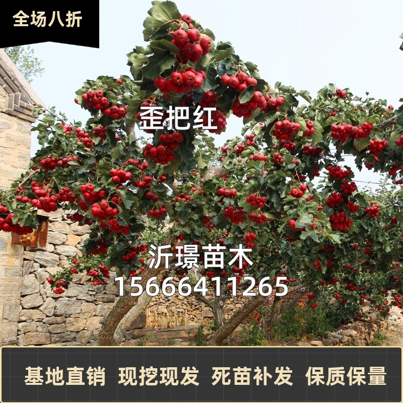 山楂树活苗大金星大五棱苗甜红子黄山楂嫁接歪把红果苗山里红树苗