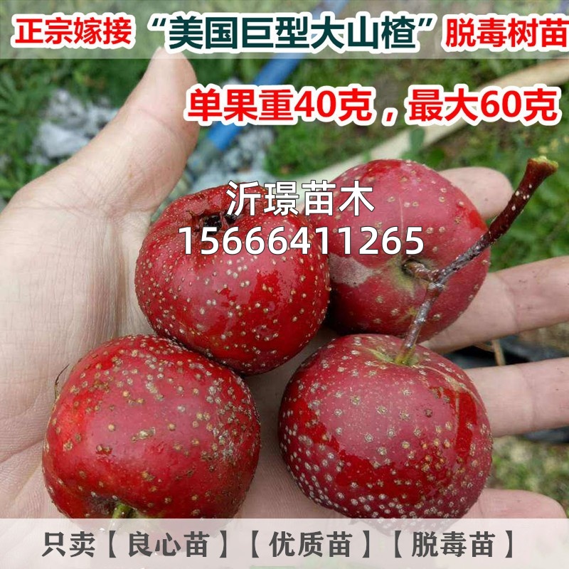 嫁接美国巨型大山楂树活苗晚熟无籽大果甜山楂树苗地栽当年结果苗