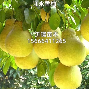 果树苗江永香柚柚子树苗四季好养水果苗阳台盆栽南方北方当年种植