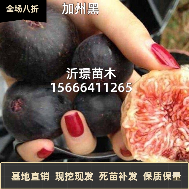 果树苗无花果苗新品种黑色使命加州黑无花果树苗盆栽地栽当年结果