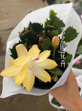 黄色蟹爪兰黄金带花苞新品种白橙盆栽四季室内植物好养易活花卉