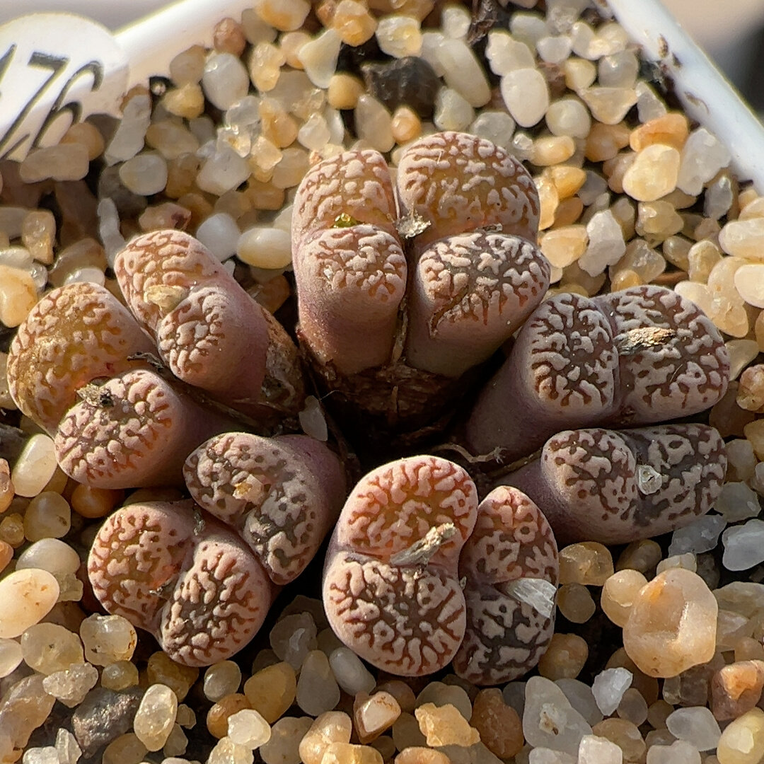 38包邮t176鸟哈尼群冠幅2.8cm