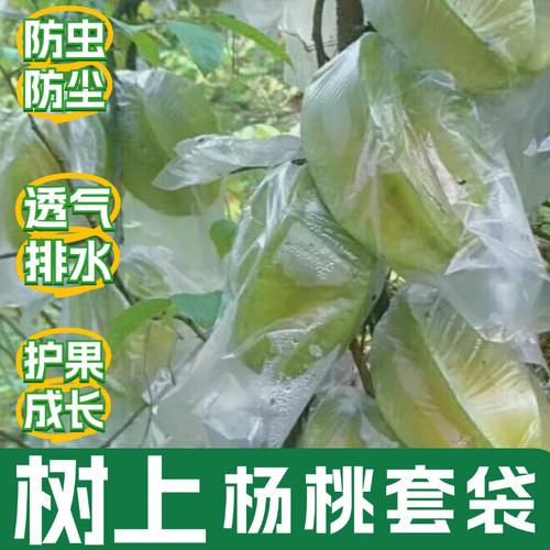 杨桃套袋 杨桃防虫专用袋 水果套袋促生长透明保护薄膜袋 杨桃袋