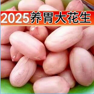 新生花生米2025年山东花生米大颗粒无壳生的花生养胃新鲜花生豆