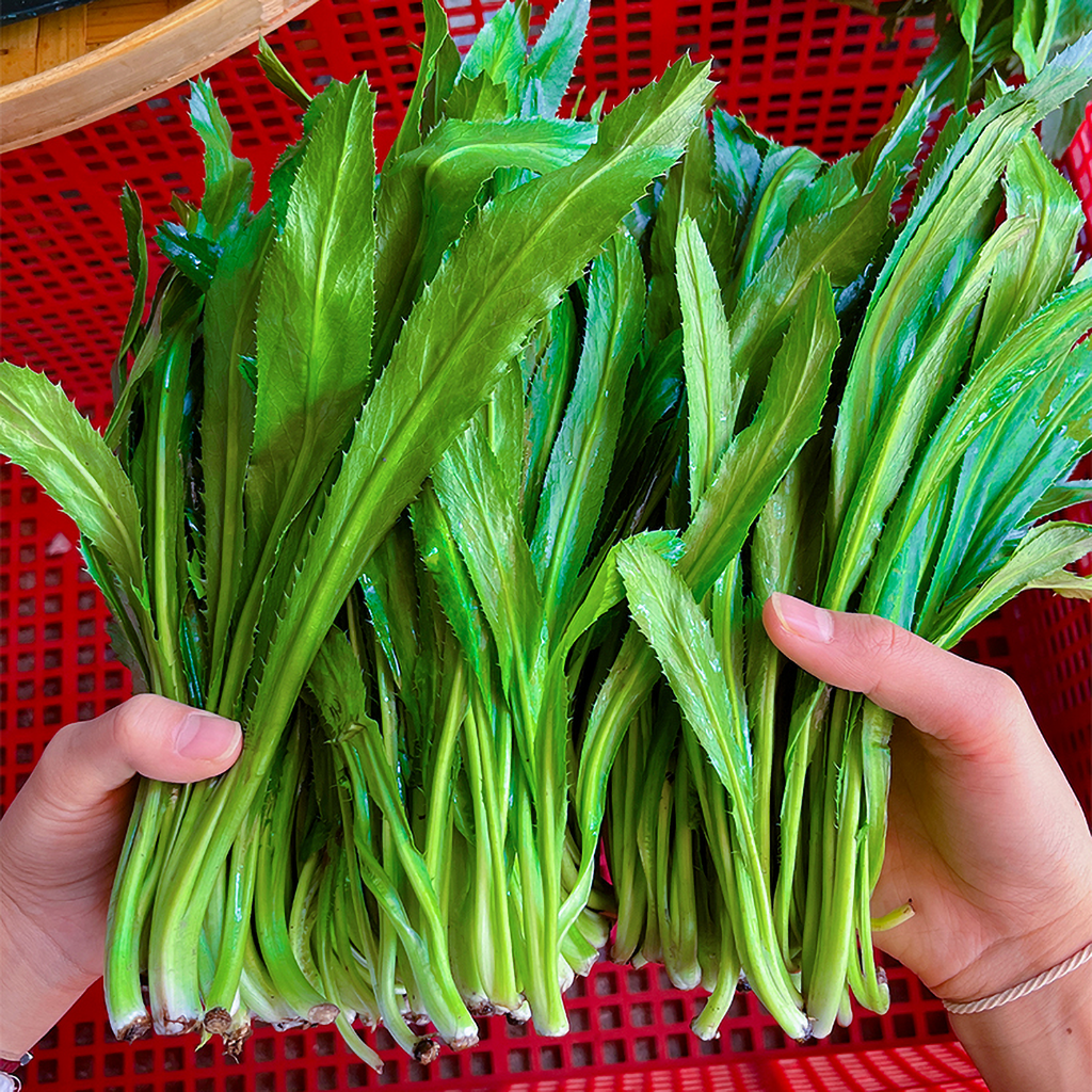 大香菜云南德宏特产大香菜新鲜现摘现发 傣味菜系佐料