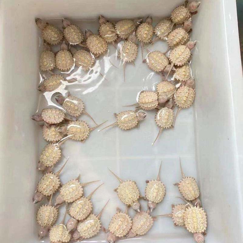佛鳄白化鳄龟蛋孵化原种纯佛爆刺佛鳄蛋可孵化鳄龟蛋受精孵化蛋