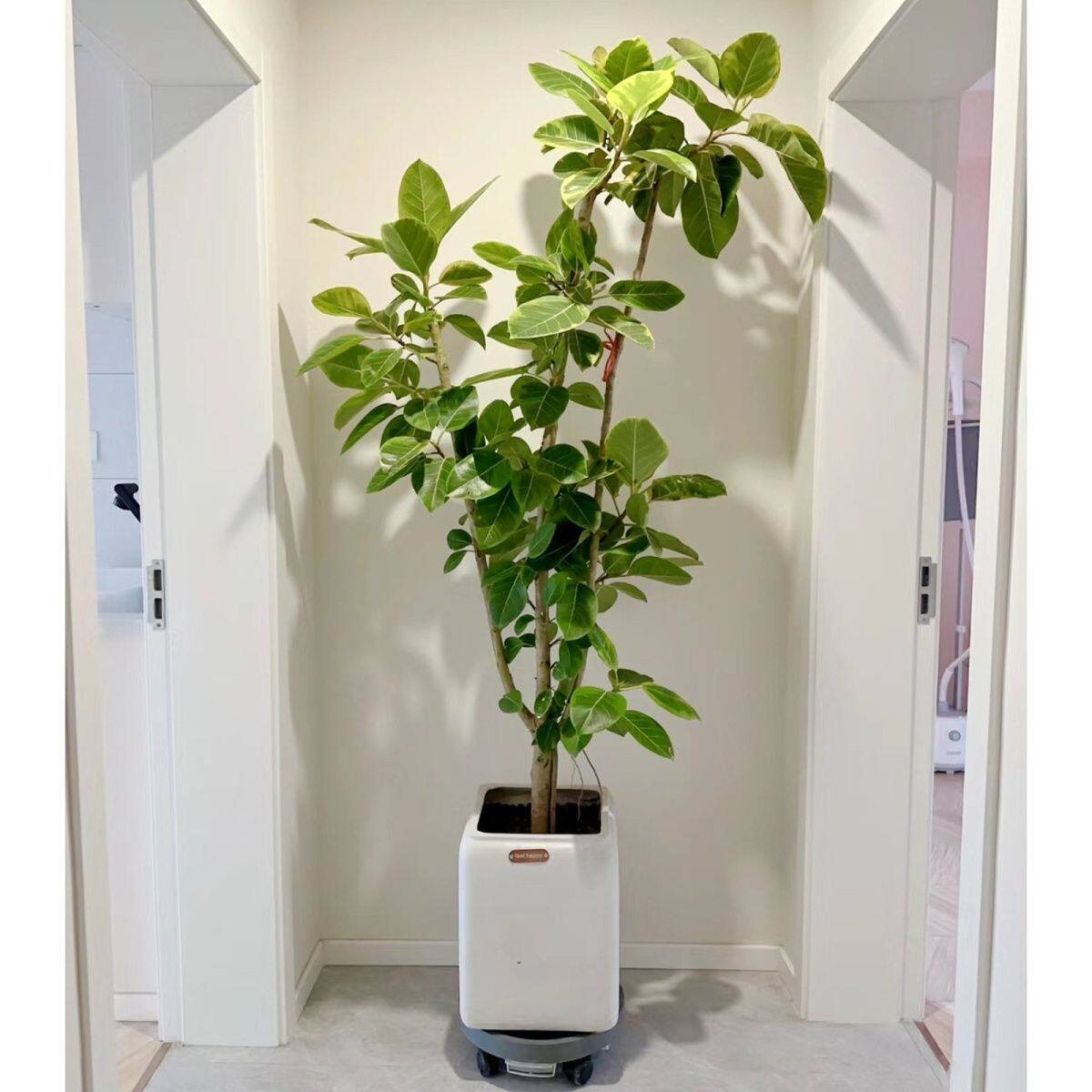 黄金榕绿植室内大型盆栽富贵榕花叶客厅懒人植物落地办公室