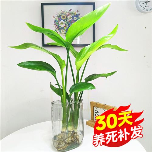 天堂鸟绿植盆栽家用好养大型水培大叶植物四季花卉办公室内