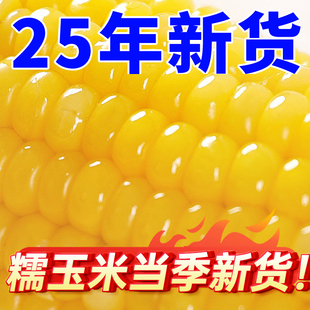 黏甜糯现摘新鲜即食东北糯玉 玉米新鲜糯玉米真空装 25年新玉米