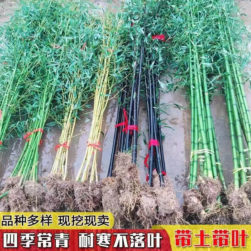 紫竹耐寒竹黄金竹庭院竹苗金镶玉