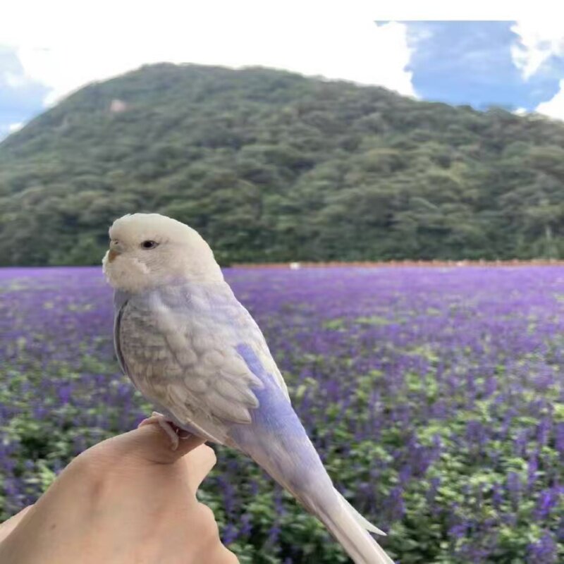 大头虎皮鹦鹉雏鸟直发包活包邮