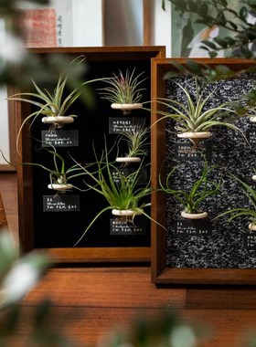 生野造物牵挂梨空气凤梨相框装饰办公H桌面绿植摆件软装挂画礼物