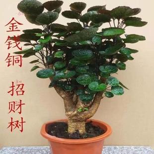 老桩金钱兜盆栽福禄桐好养客厅植物盆栽树桩招财常青室内绿植花