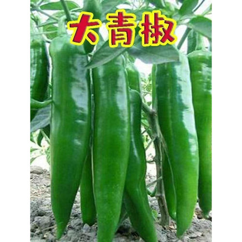 微辣辣椒新鲜辣椒新鲜蔬菜5斤羊角椒青辣椒现摘新鲜青辣椒尖椒