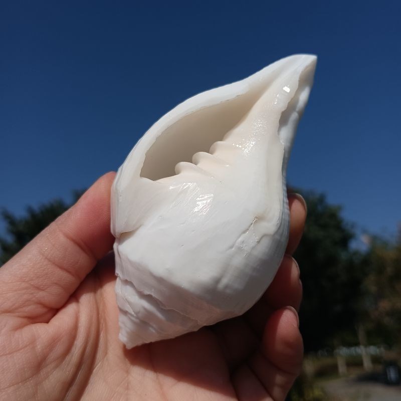 天然海螺贝壳白月光螺法螺创意饰品鱼缸造景典礼节日布景道具拍摄