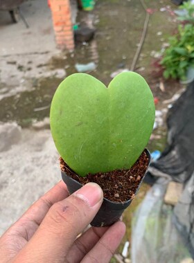心叶球兰心e型叶片爬藤球兰锦会开花攀藤植物窗台垂吊吊兰盆栽礼