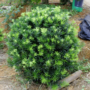 罗汉松球雀舌f罗汉松树苗盆景小叶罗汉松造型圆叶珍珠别墅庭院绿