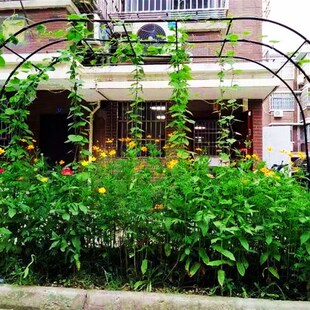 蔷薇爬藤架户外葡萄架花架月季简约攀爬拱门三管加固花园绿植支架