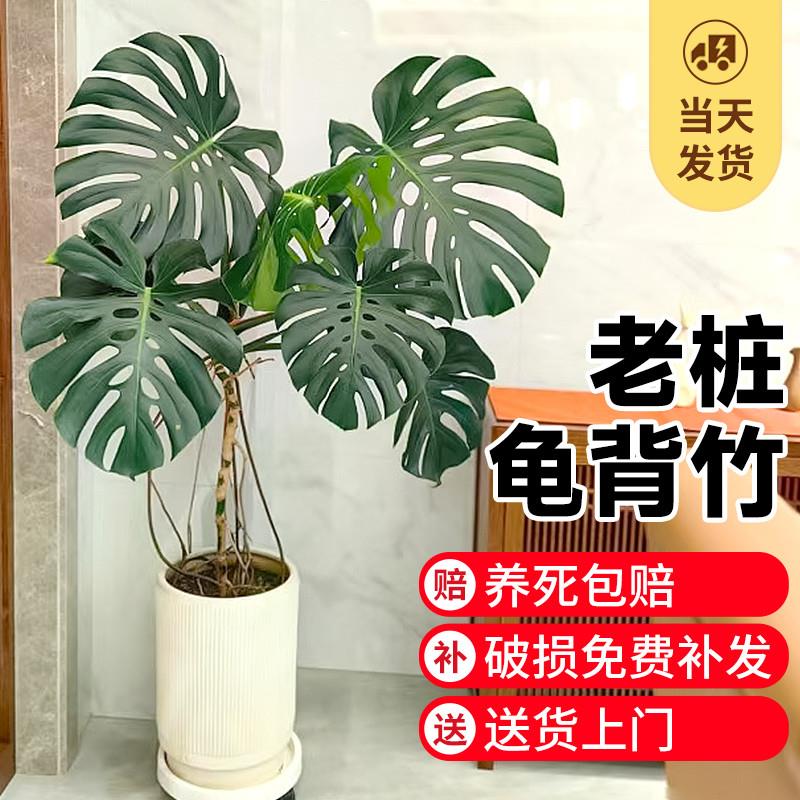 大叶龟背竹老桩植物室内客厅大型绿植办公室落地大号真花四季常绿