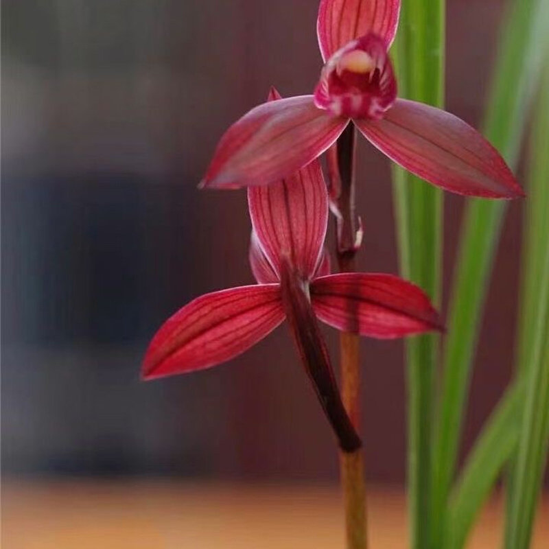 春剑东方红兰花苗名品高档名品名贵兰草浓香型带花苞精品花卉国兰
