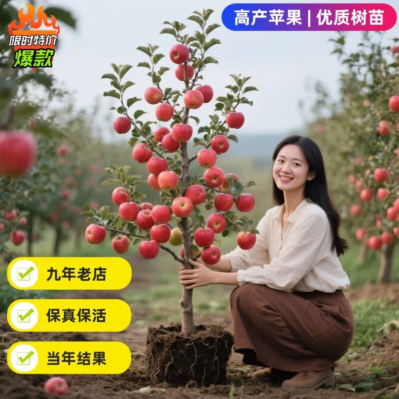 瑞雪红富士地栽当年结果图片