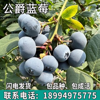 公爵蓝莓果树苗庭院地栽阳台盆栽南北方种植树苗带土包活当年结果