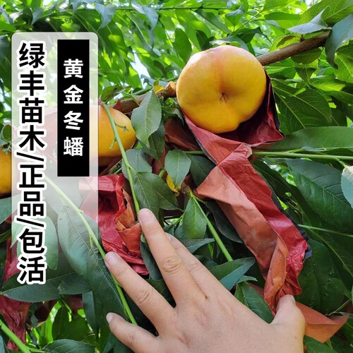 嫁接黄肉油蟠桃树苗特大果晚熟南北方种植9月成熟油蟠桃树苗地栽