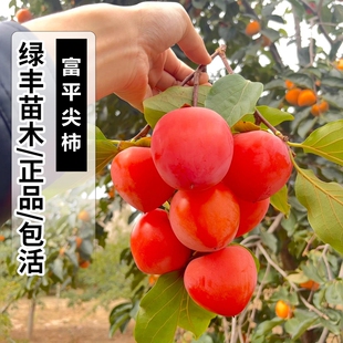 富平柿子树苗嫁接脆甜尖柿树苗脱涩无核柿子苗盆栽南北方种植地栽