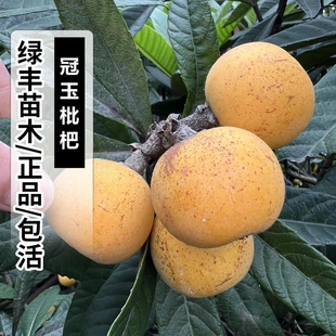冠玉枇杷果树苗嫁接苗无核枇杷苗当年结果南北方种植地栽盆栽活苗