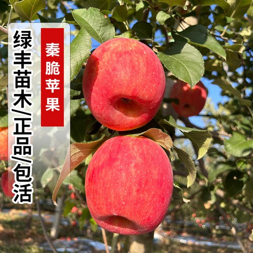 秦脆苹果树苗嫁接抗寒脆甜东北西北苹果苗南方北方种植当年结果