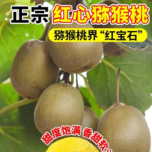 猕猴桃树果苗红心软枣猕猴桃苗徐香嫁接南北方种植庭院水果树果苗