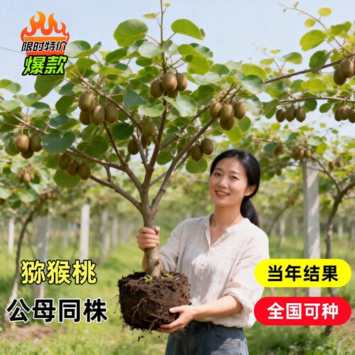 猕猴桃树果苗红心软枣猕猴桃苗徐香嫁接南北方种植庭院水果树果苗