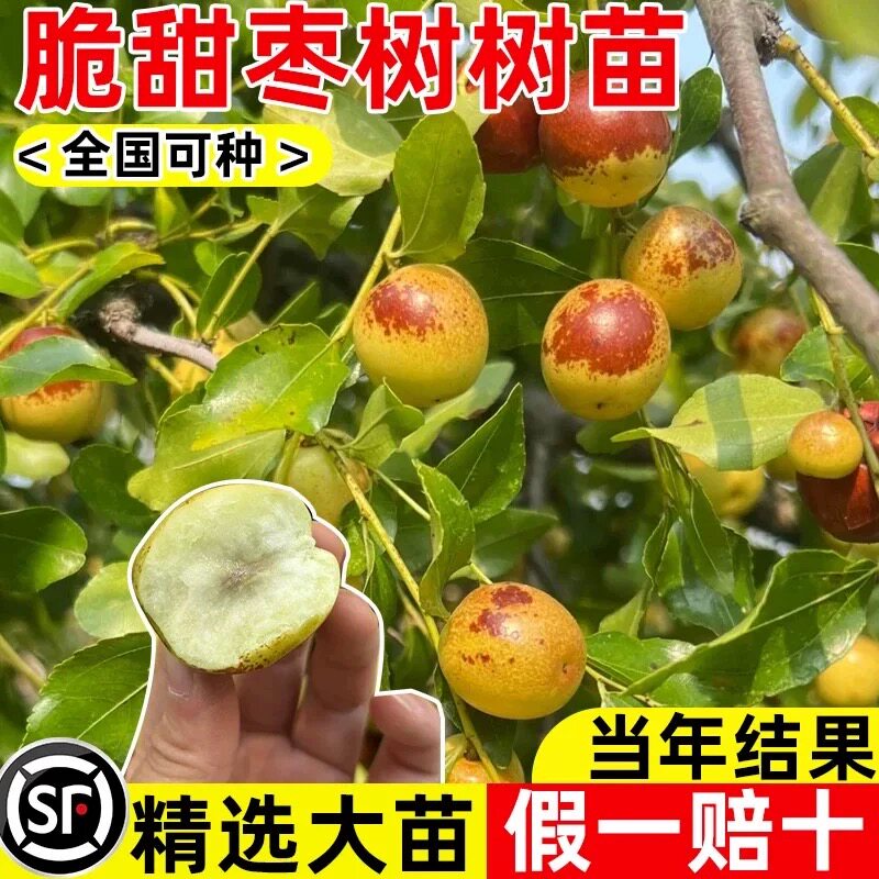 枣树活苗大枣带土球南北方沾化冬枣大树庭院矮化嫁接苗超甜特大号