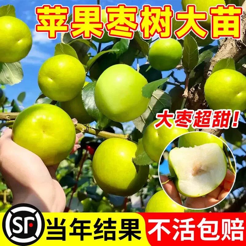 大青枣树果苗牛奶大枣超甜特大号带土球南北方四季种植嫁接果树苗