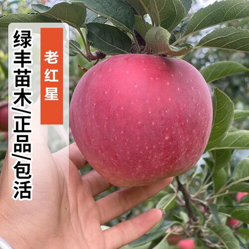 老红星苹果树苗南北方庭院地栽种植阳台盆栽嫁接苹果苗当年结果