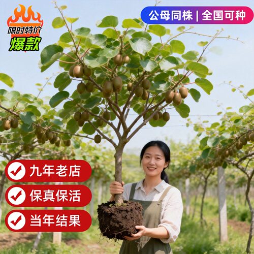 猕猴桃树果苗红心软枣猕猴桃苗徐香嫁接南北方种植庭院水果树果苗
