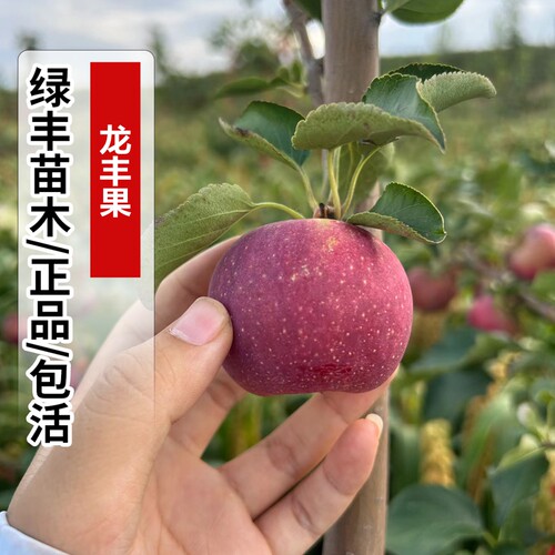 小苹果树苗嫁接东北龙丰果脆甜耐寒大秋果沙果苹果苗南方北方种植