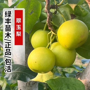 早熟梨新品种翠玉梨树活苗518梨树苗嫁接梨苗翡翠梨树苗当年结果