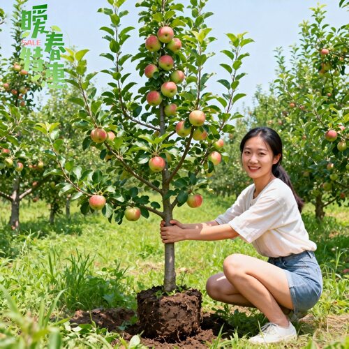 特大云南昭通丑苹果树苗矮化盆栽庭院地栽嫁接大凉山冰糖心苹果苗