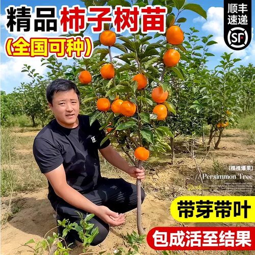 柿子树果苗特大号庭院嫁接苗盆栽南北方耐寒矮化老桩甜脆四季树苗