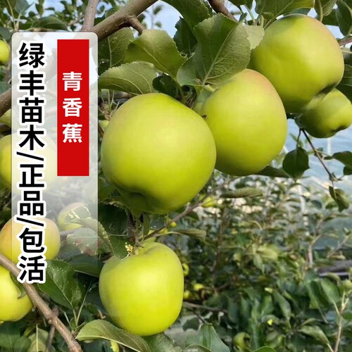 老品种青香蕉苹果树苗南北方庭院地栽嫁接矮化苹果树盆栽当年结果